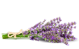 Экстракт листьев шалфея