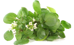 МАСЛО КРАМБЕ