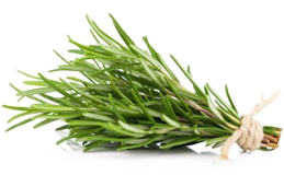 Экстракт розмарина